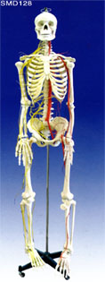 Mô hình hệ xương người và dây thần kinh cột sống